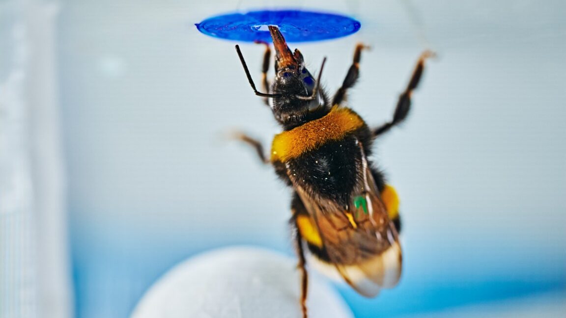 Bumblebees Solve Problems in Unexpected Ways