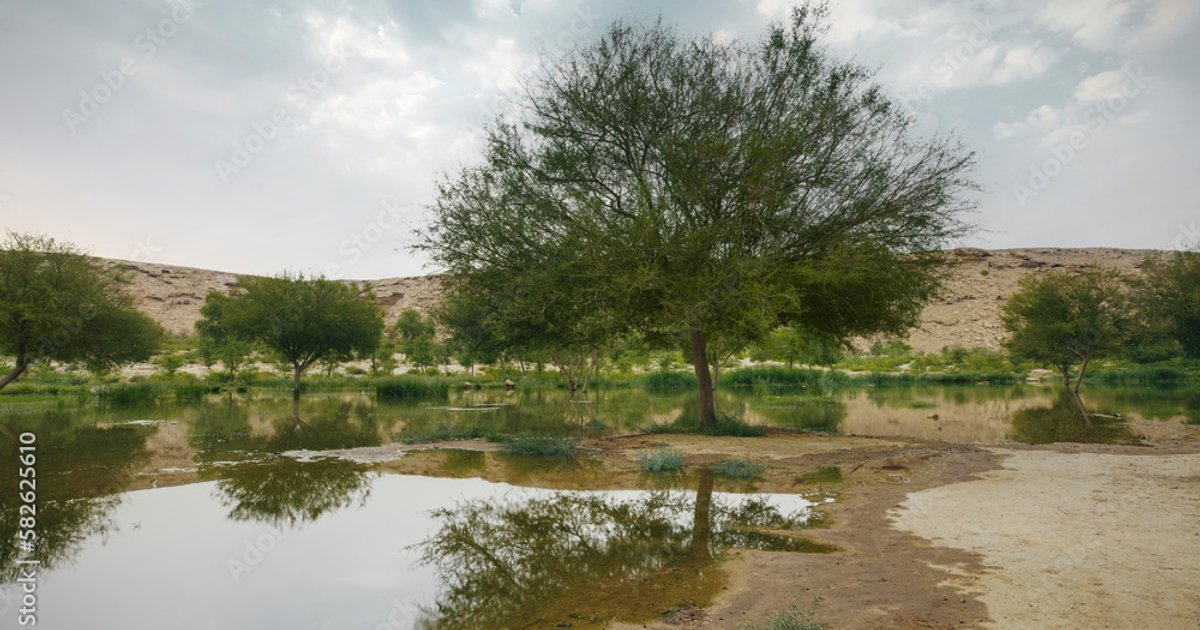 Les pluies revitalisent le lac Muhaïr Wadi Al-Halal