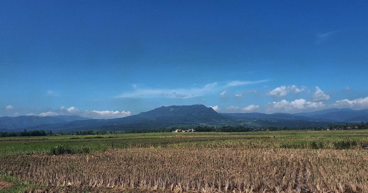 Absorber 4 millions de tonnes de riz en Indonésie d'ici 2026