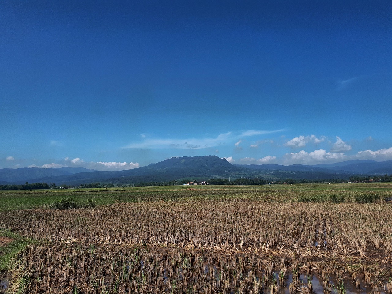 إندونيسيا تحقق هدف استيعاب 4 ملايين طن من الأرز