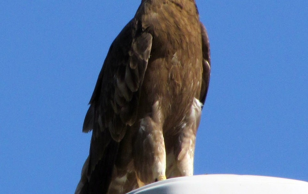 أشجار الزيتون في متنزه الملك فهد بنجران