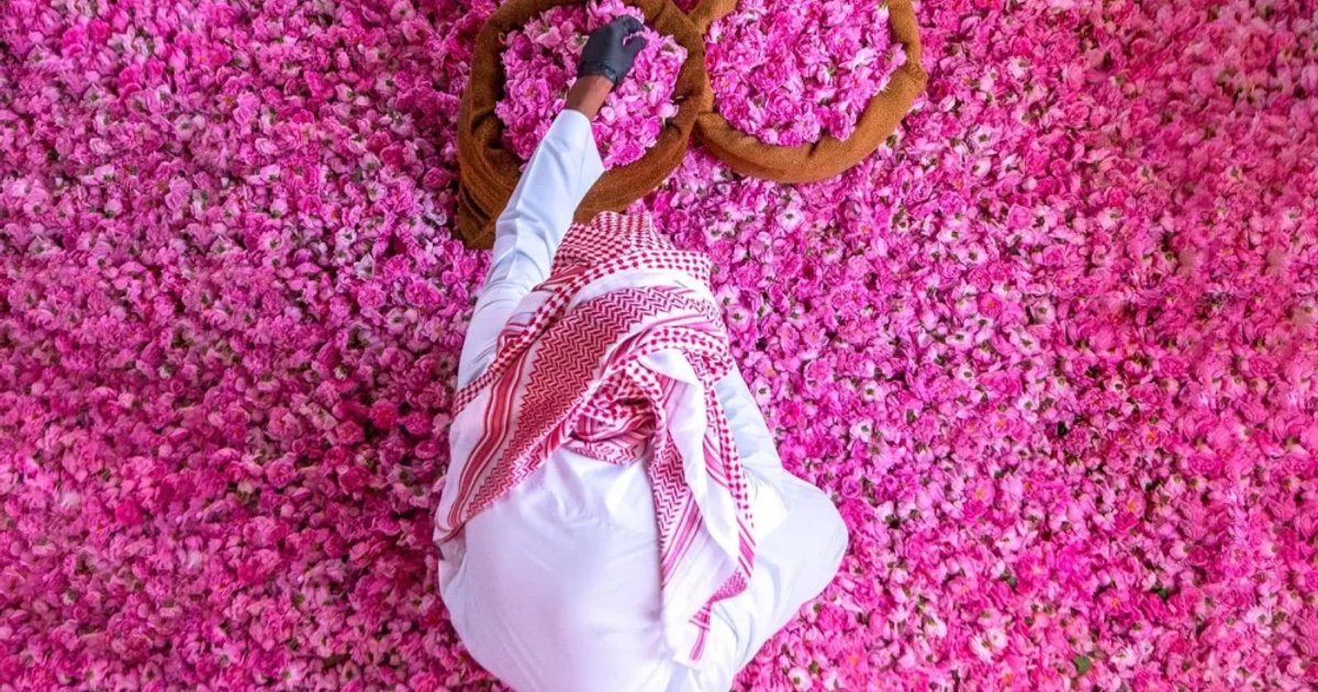 Postponement of Taif Rose Festival Raises Questions