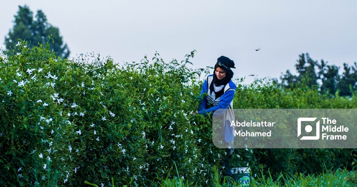 بدء موسم جني الطماطم في المنيا