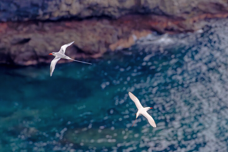 رصد نادر لطائر tropicbird في سانت هيلينا