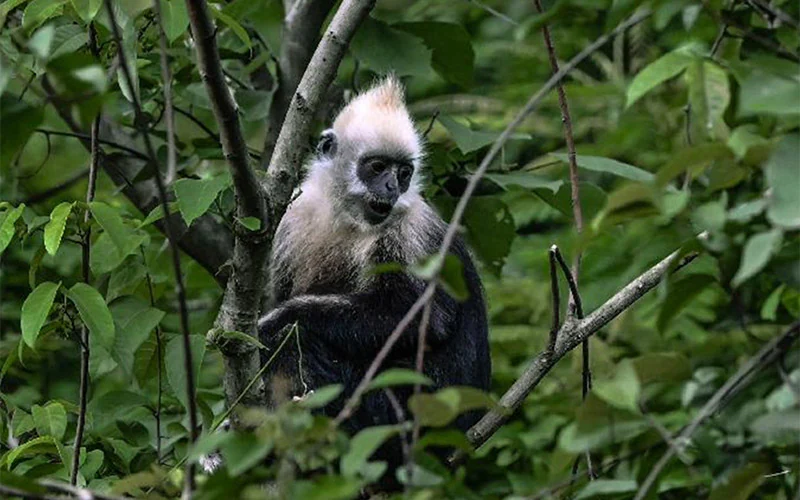 Huawei soutient la protection du langur blanc en Chine