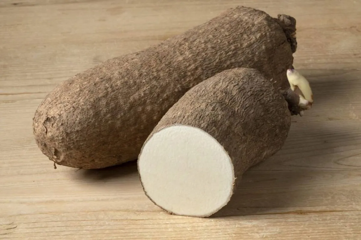 فوائد درنة اليام الصحية وأثرها العالمي