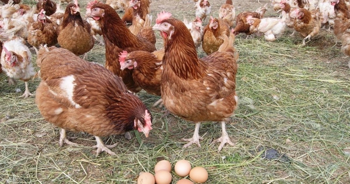 Augmentation des actions de JBS grâce aux marges de viande