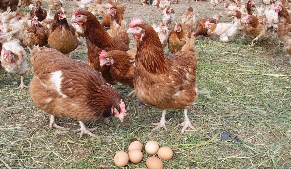 Augmentation des actions de JBS grâce aux marges de viande