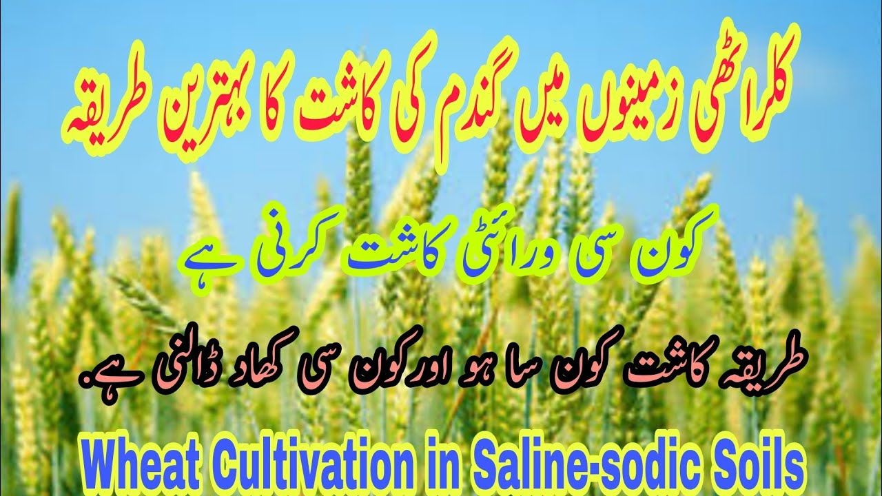 نجاح زراعة القمح بمياه مالحة في واحة المغرة