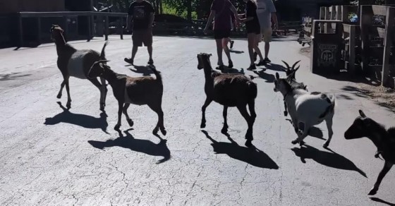 動物園から逃げたカンガルーの事件