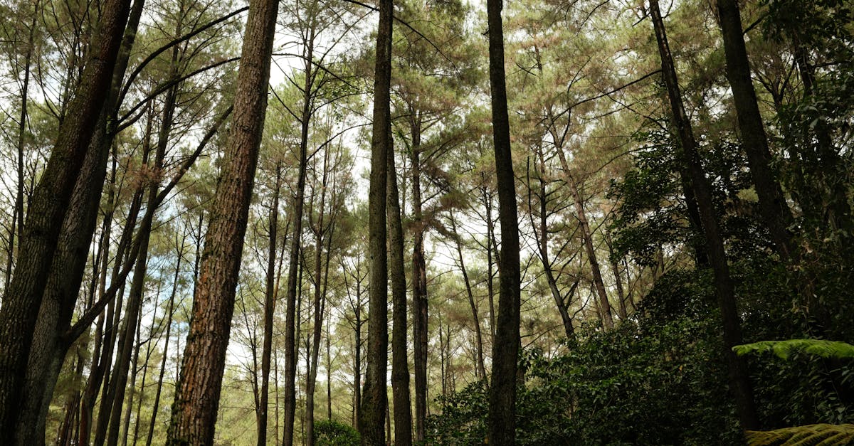 زيادة الوعي بمخاطر حرائق الغابات في إندونيسيا