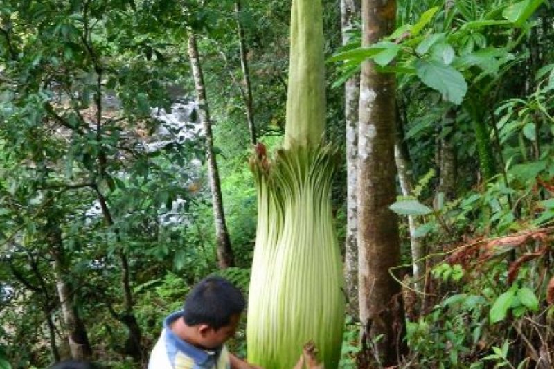 Rare Corpse Flower Attracts Tourists in Indonesia