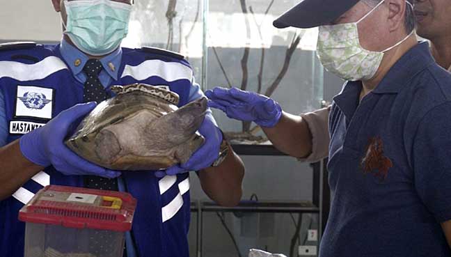 إحباط تهريب زواحف إلى دبي