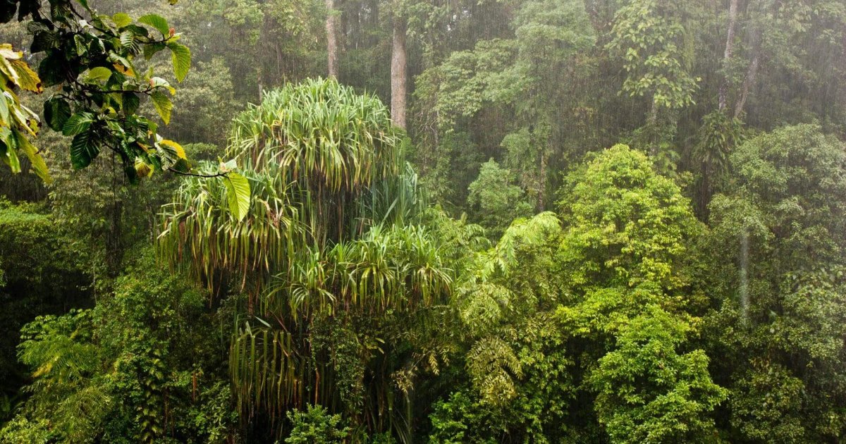 توقعات الأمطار في إندونيسيا وتأثيرها على الزراعة