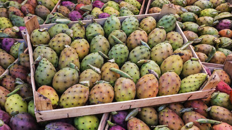 فوائد صحية للتين الشوكي