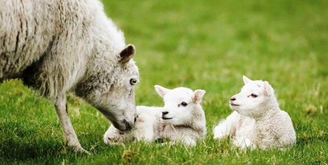 رفض دعوى PETA ضد نادي الكلاب الأمريكي