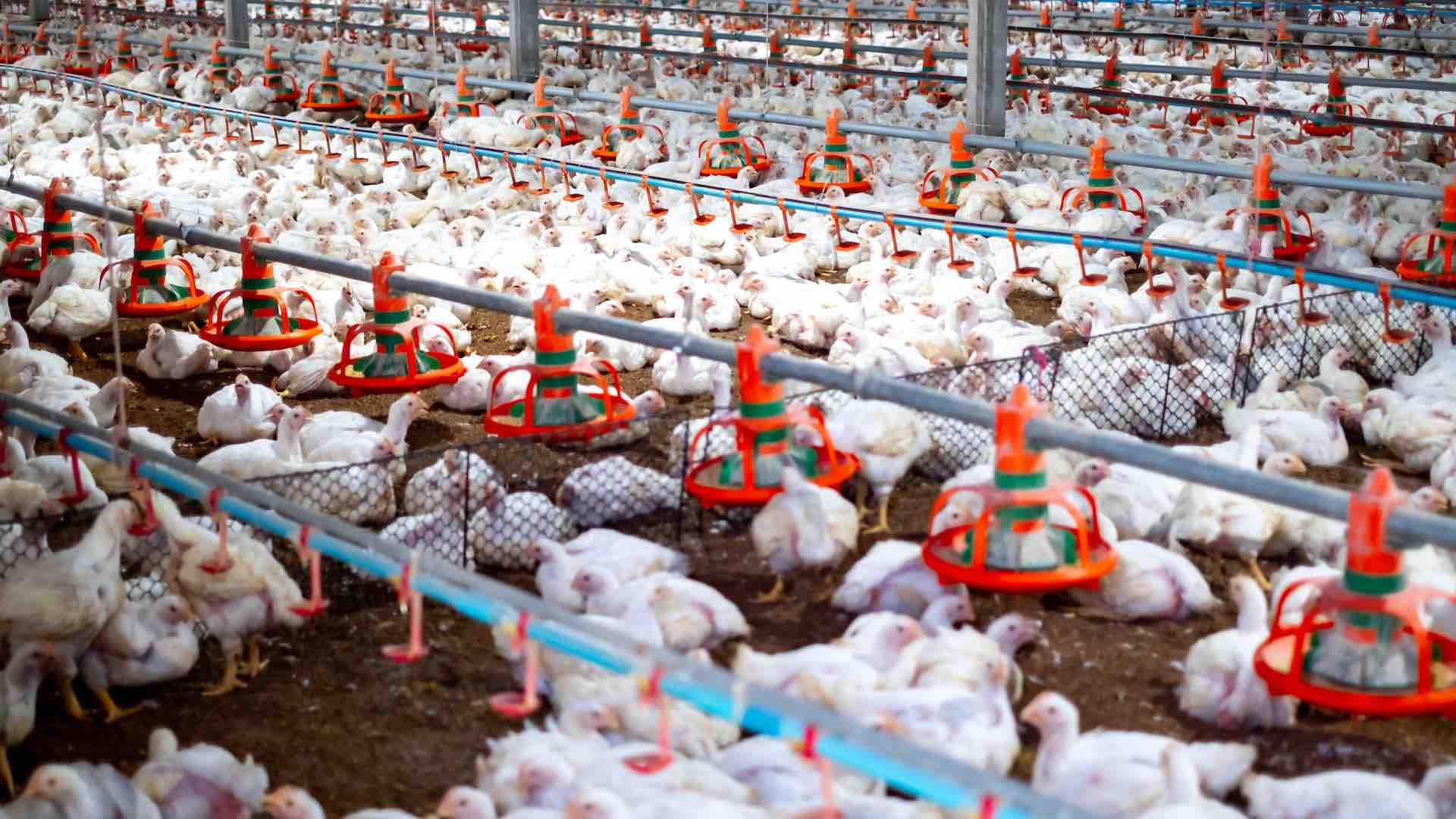 اتحاد منتجي الدواجن ينفي استخدام الهرمونات في الإنتاج