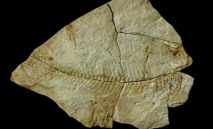 Fossiles chinois révèlent la diversité marine ancienne