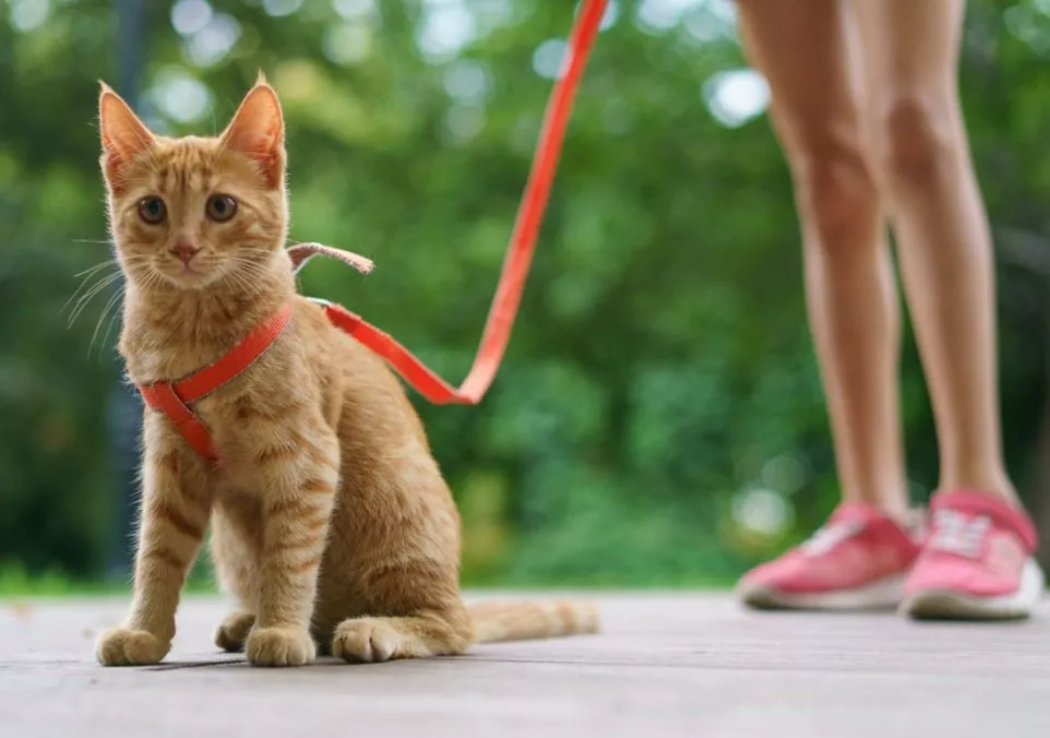 Sortir les chats en promenade : mode ou nécessité ?