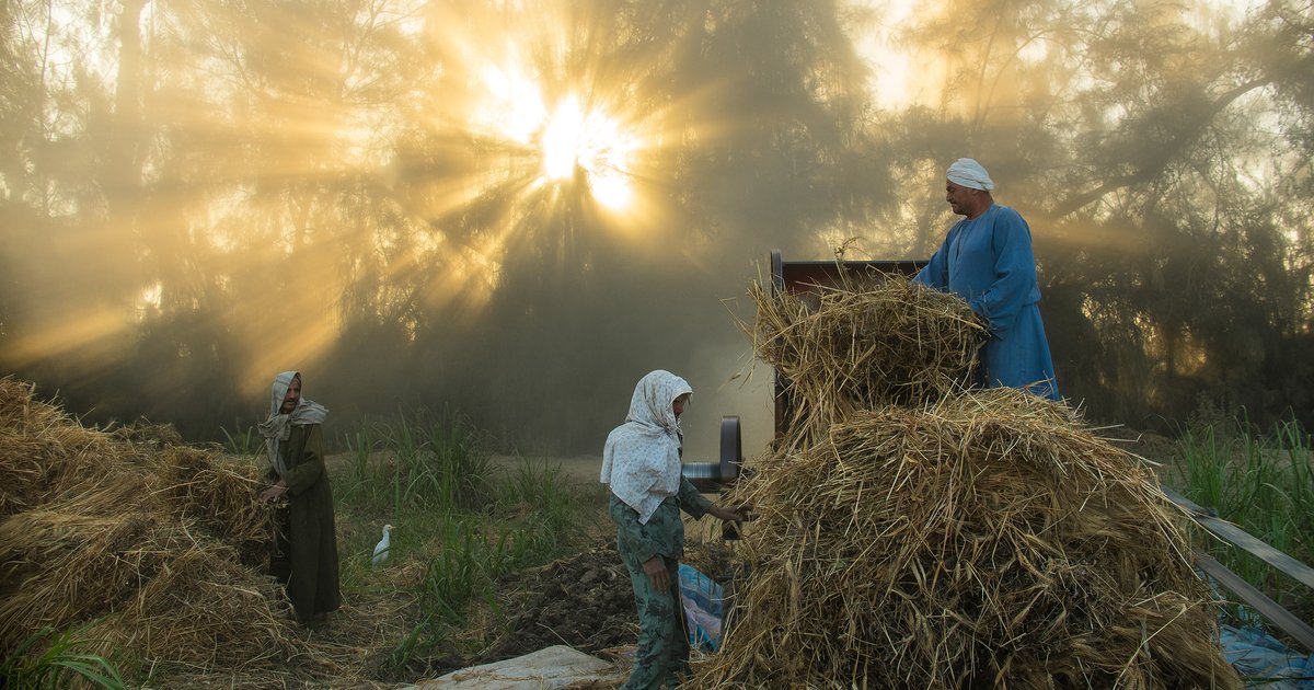 Préparations pour la récolte du blé dans le Nouveau Vallée