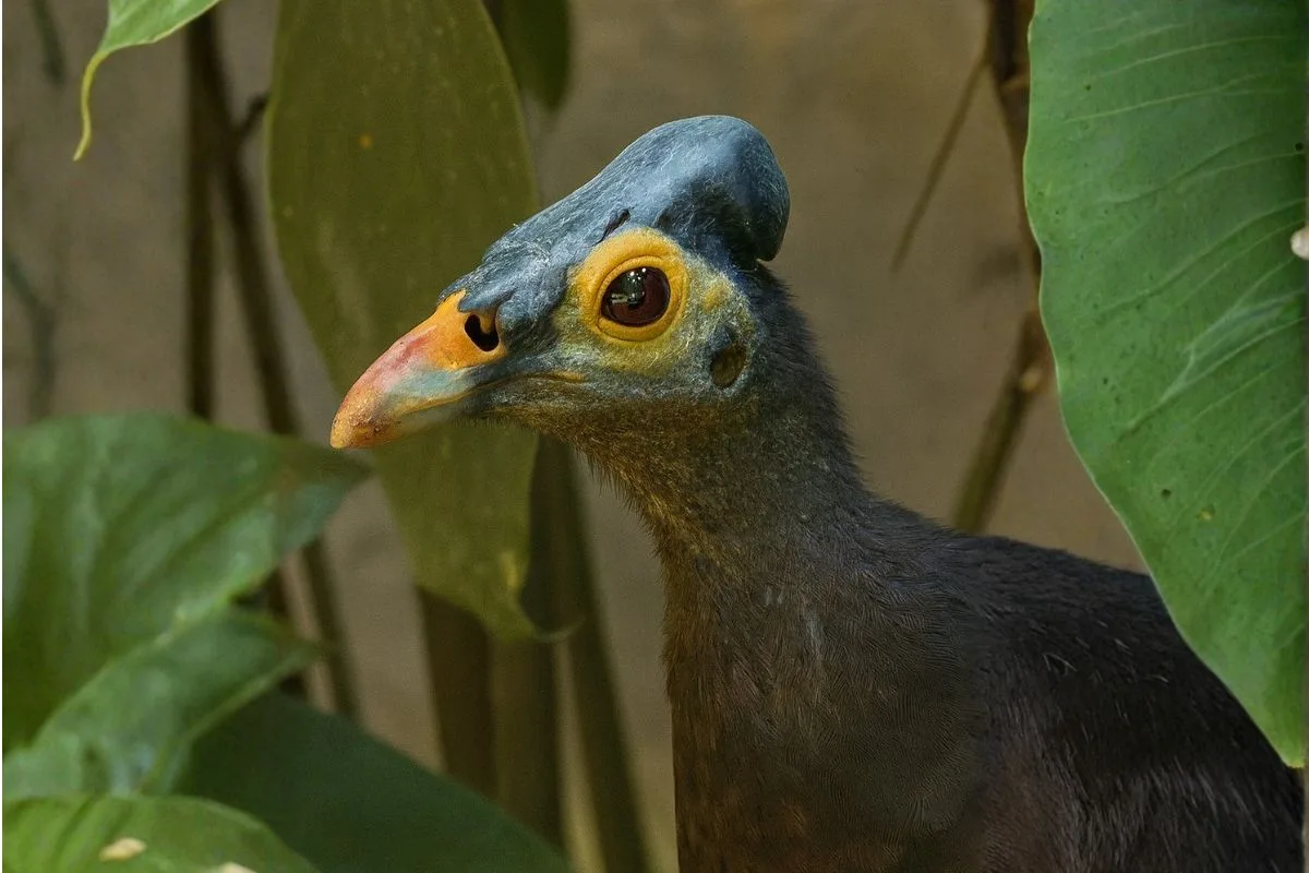 Sulawesi enregistre le plus grand nombre d'oiseaux rares