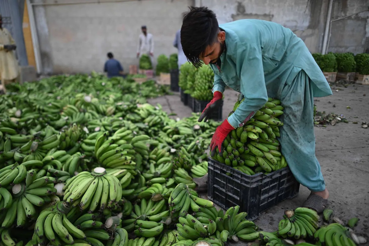 فوائد تناول الموز يومياً لصحة الأمعاء