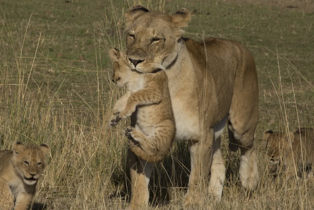 جنون المدرجات: دراجة مشتعلة وأسود على الأعناق