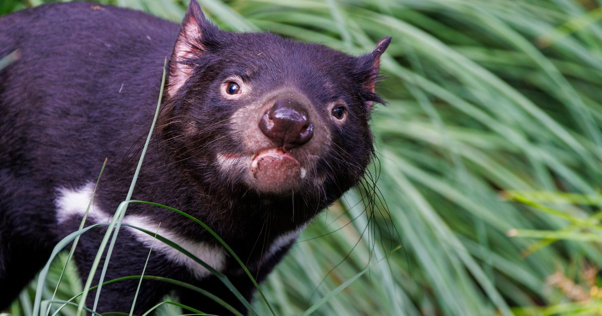 Découverte du diable de Tasmanie en Australie