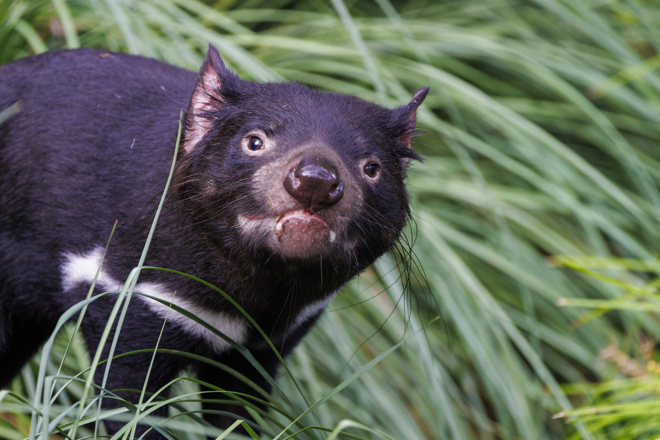 اكتشاف الشيطان التسماني في أستراليا