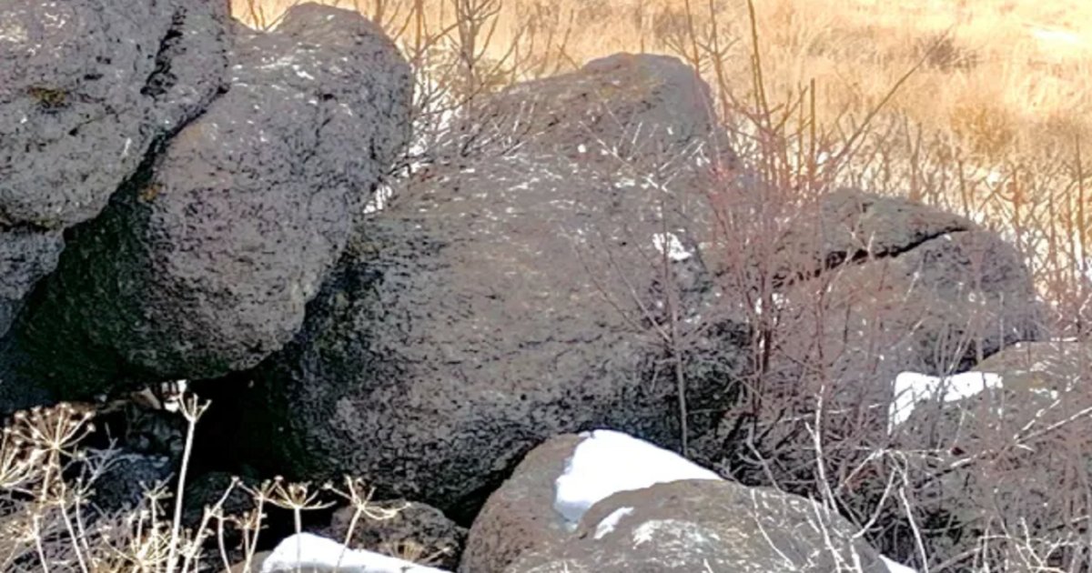 Défis mentaux : trouvez le chat caché en 11 secondes