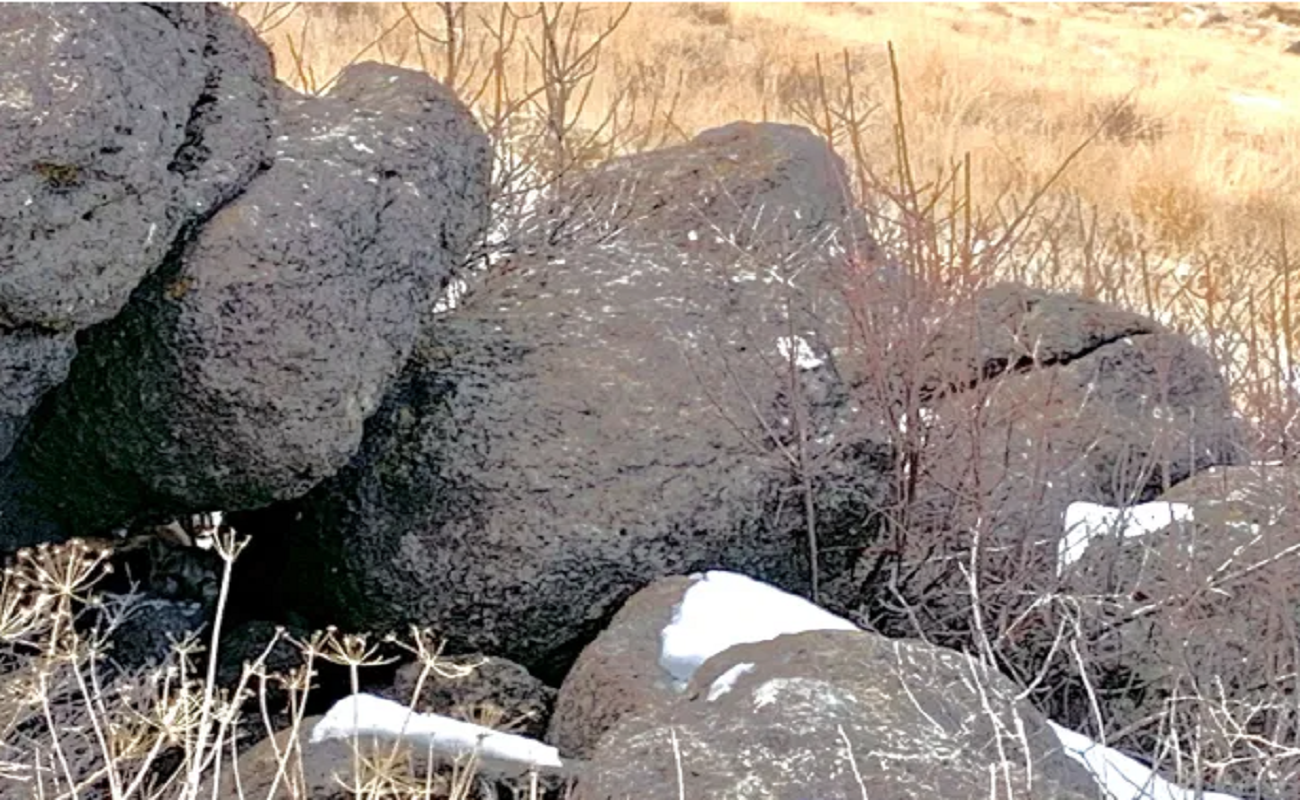 تحديات ذهنية: اعثر على القطة المختبئة في 11 ثانية