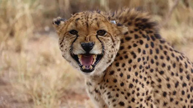 Satellite pour observer le comportement animal depuis l'espace