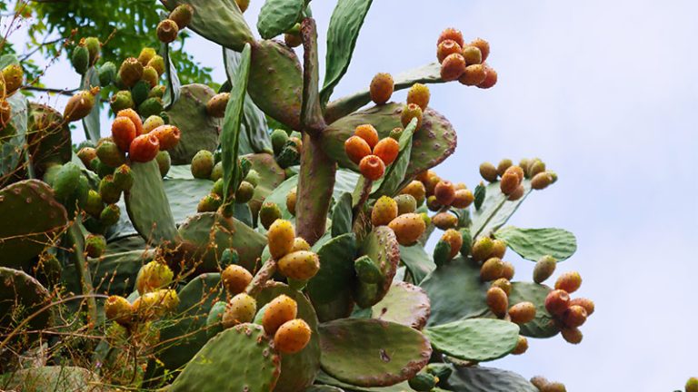 فوائد صحية جديدة للتين الشوكي