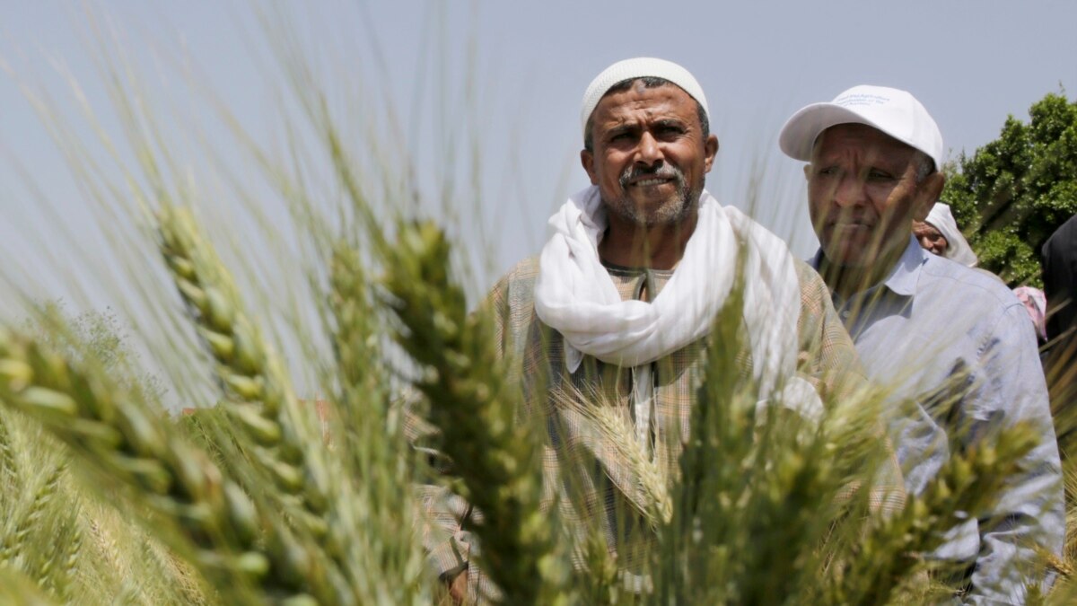 توريد 170 ألف طن قمح في الوادي الجديد