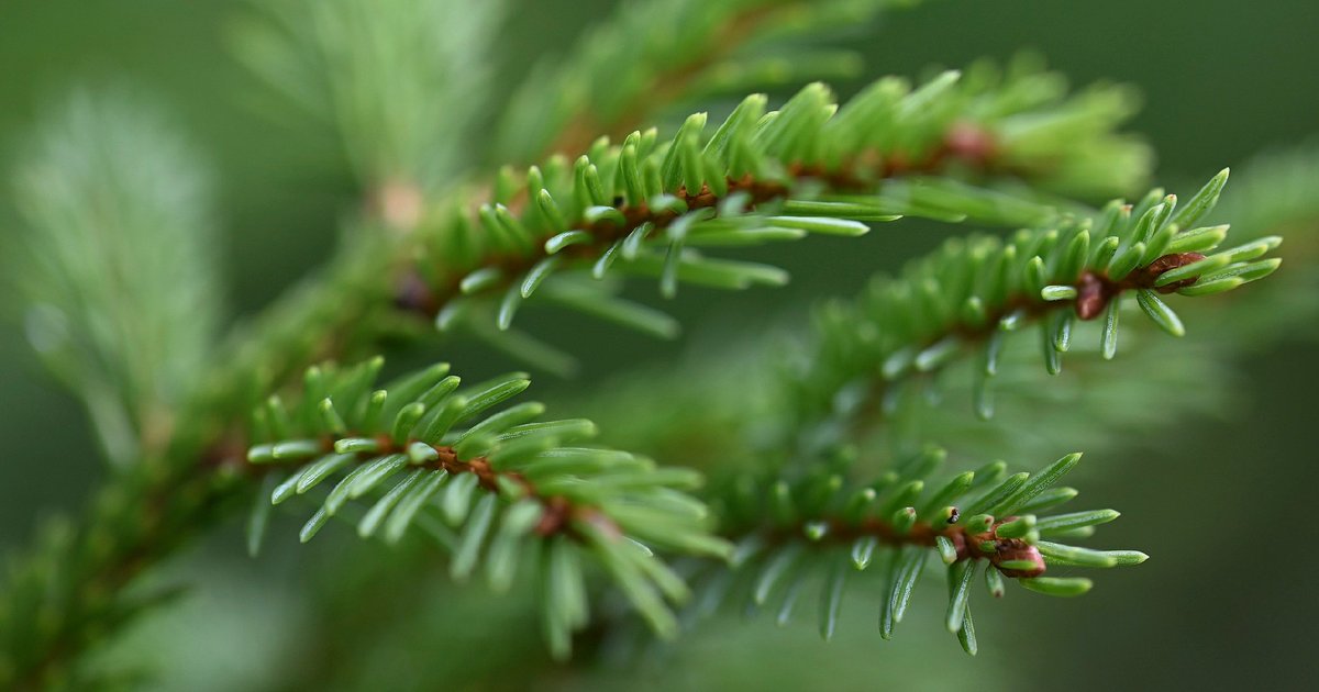 مركبات جديدة من شجرة التنوب تبطئ تجلط الدم