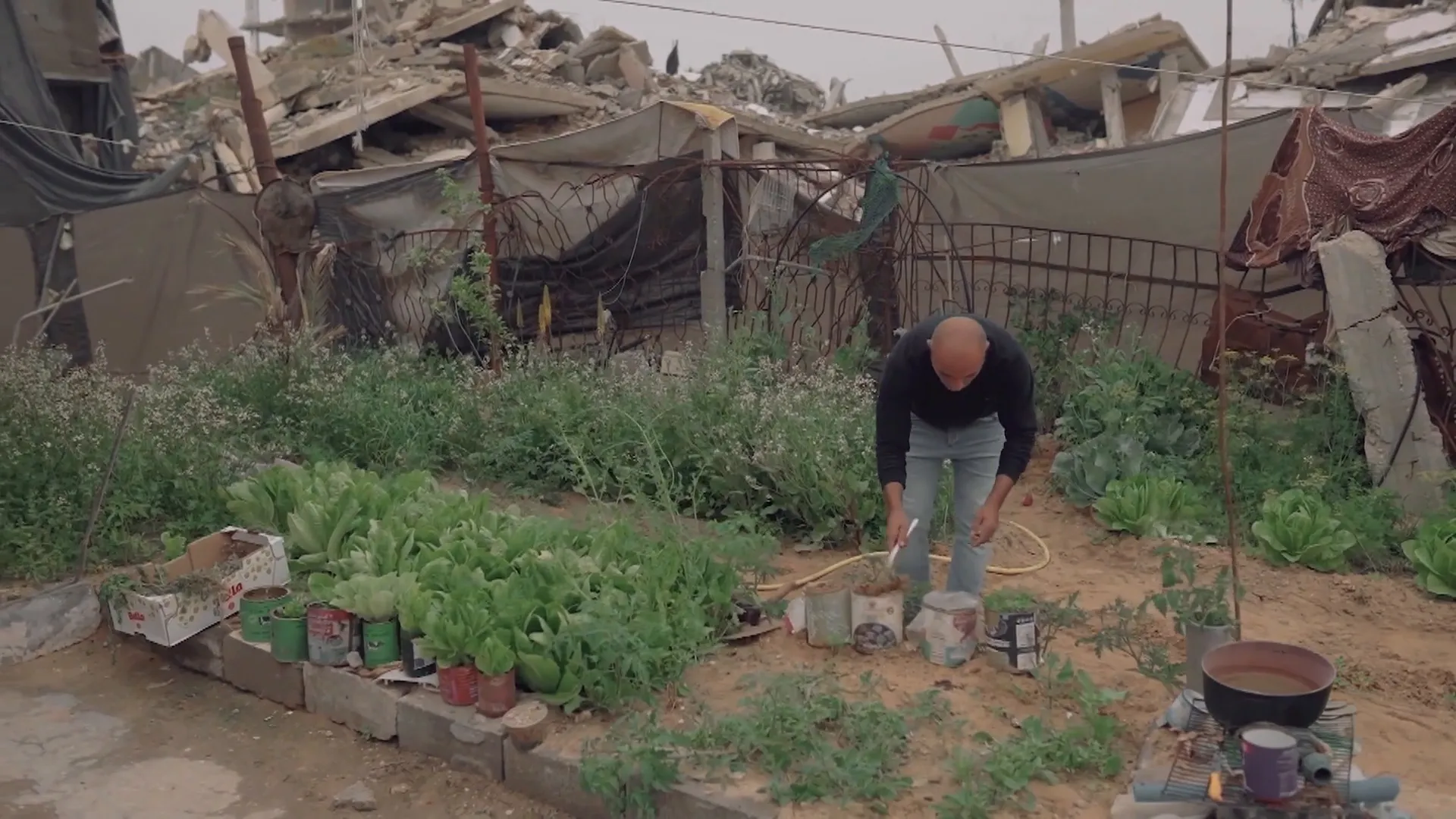 Krise der Landwirtschaft in Gaza: Verfall und Hunger