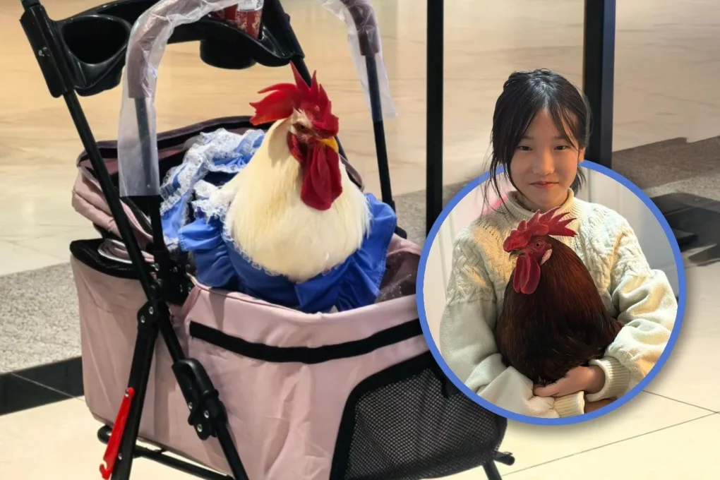 تحول الدجاج إلى حيوانات أليفة في الصين