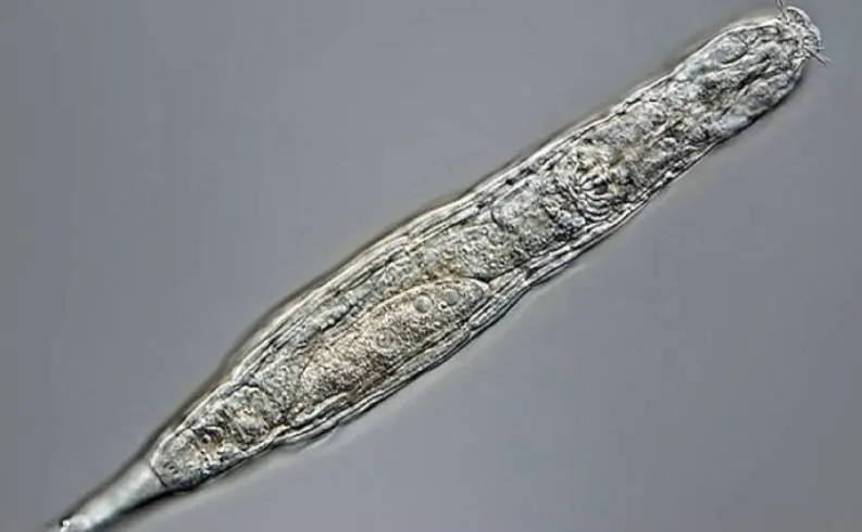 اكتشاف دودة الزومبي بعد 24000 عام من السبات