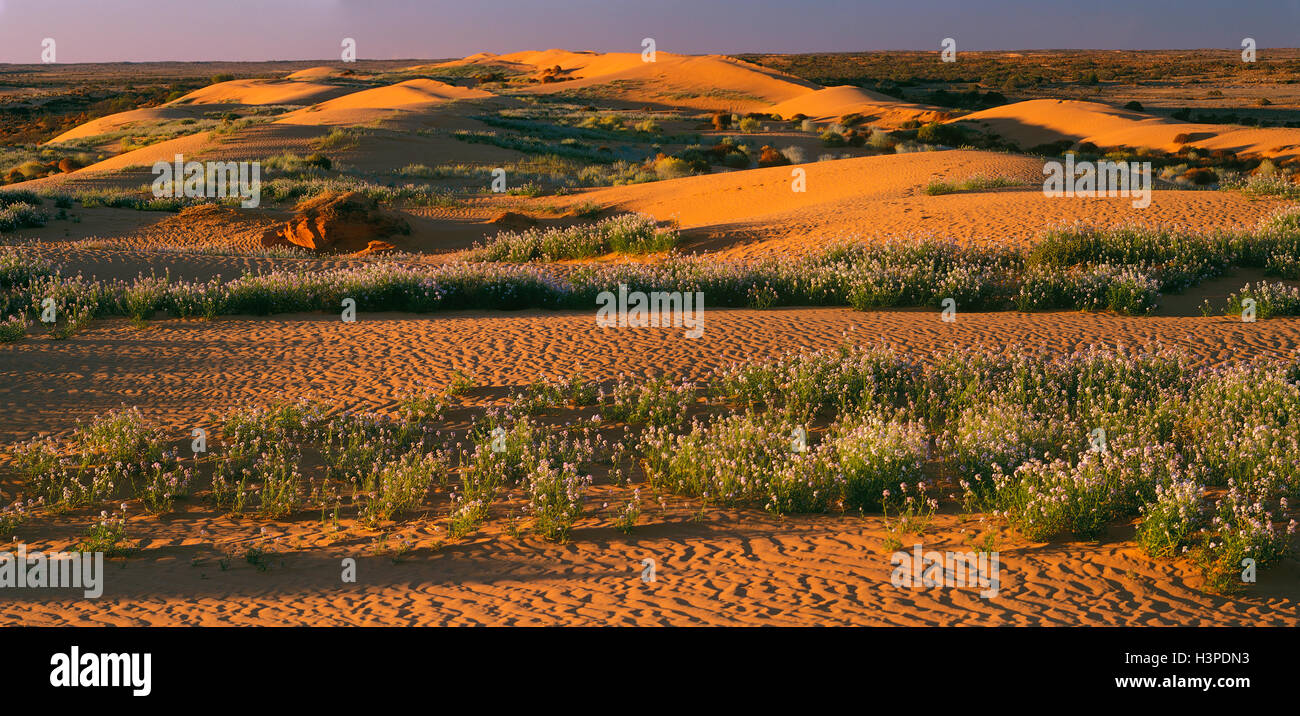 Heavy Rains Boost Youth Activities in Sandy Dunes