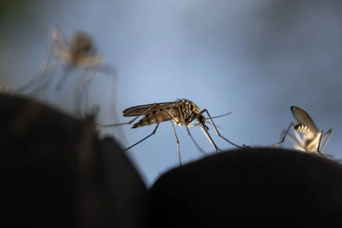 البعوض ومخاطر الأمراض: جدل حول القضاء عليه