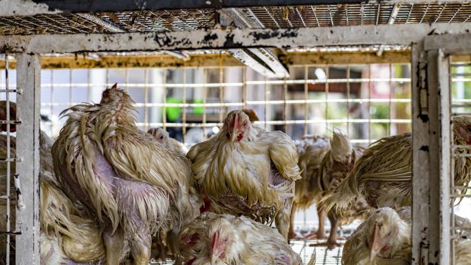 Boikot Produk Ayam di Suriah Akibat Kenaikan Harga