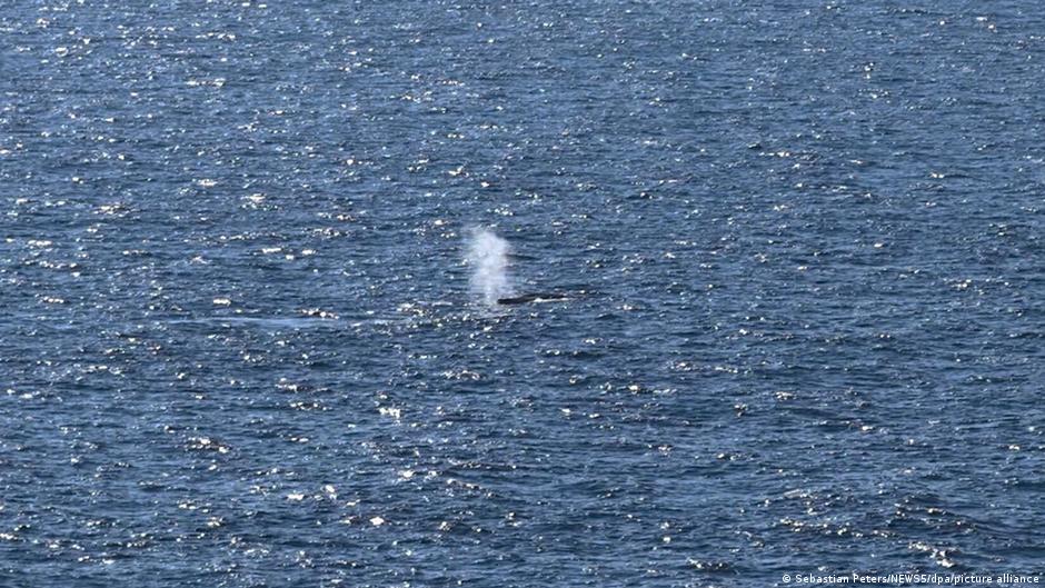 Un cétacé décédé repéré au large des côtes du Danemark