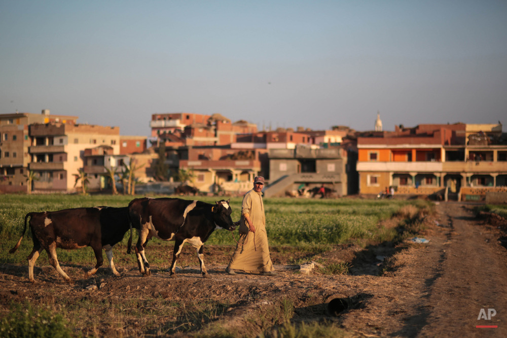 إزالة التعديات على الأراضي الزراعية في بركة السبع
