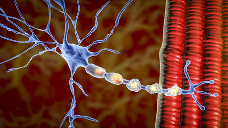 Testosteronspiegel und seltene Nervenkrankheit bei Männern