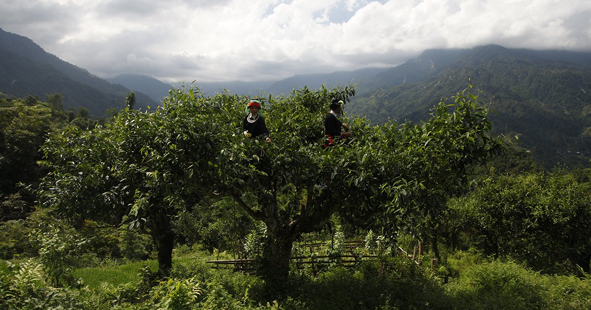 Tourismus am Jingting-Berg: Teeanbau und Natur vereinen
