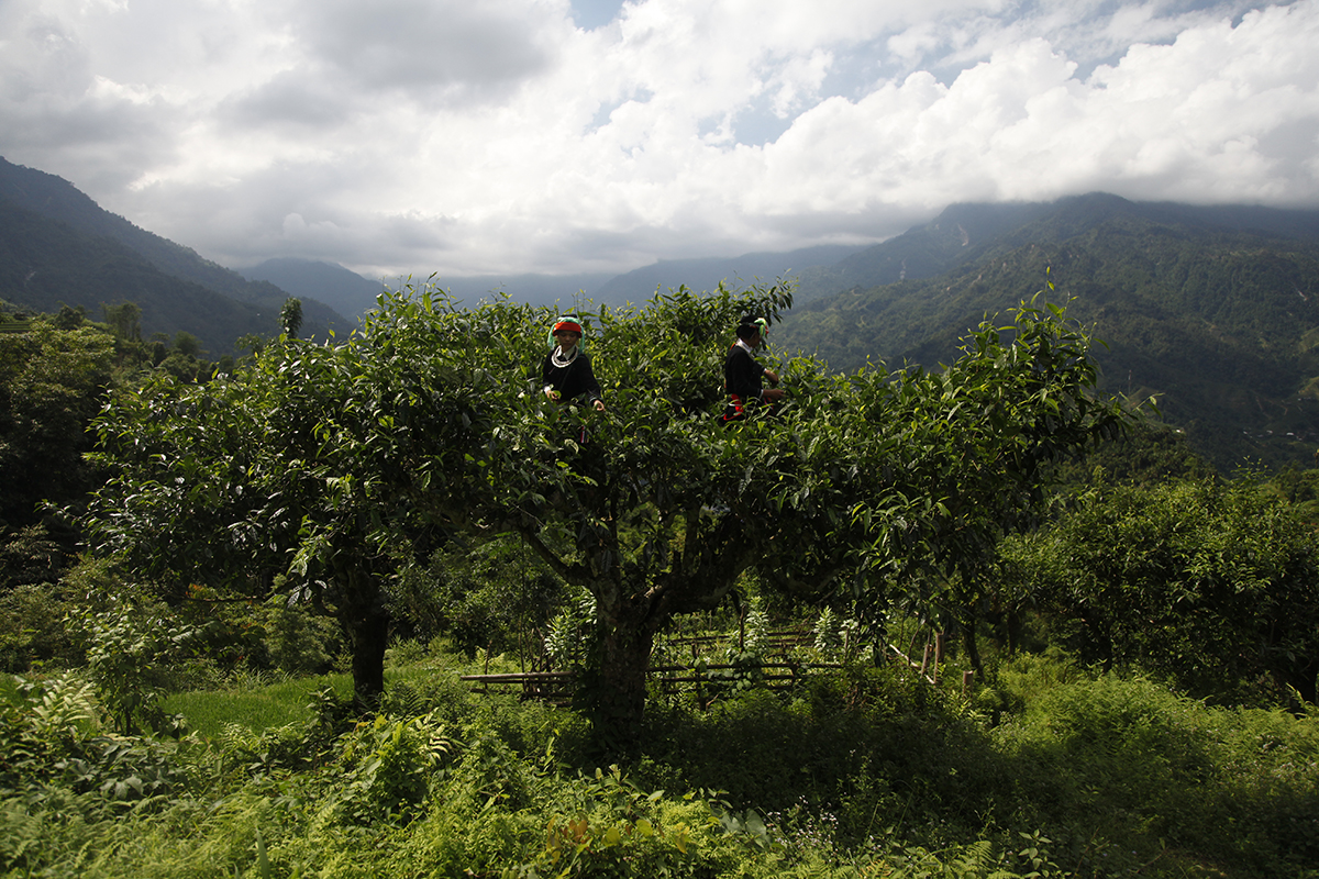 السياحة في جبل جينغتين: دمج الشاي والطبيعة