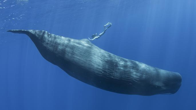 Cooperarea femelelor de balenă cu spatele drept în naștere