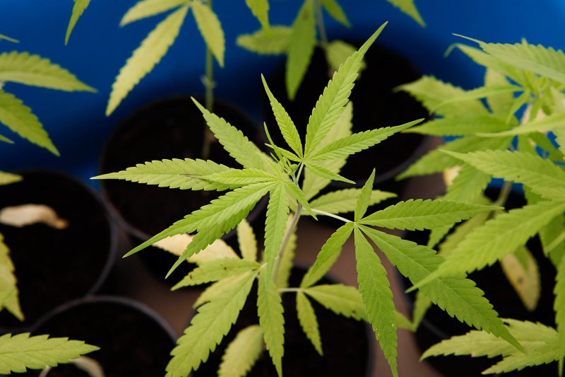 تايلاند تحول متاجر القنب إلى عيادات طبية