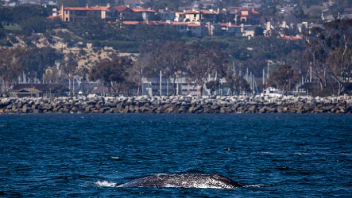 نفوق حوت رمادي في واشنطن بسبب الجوع
