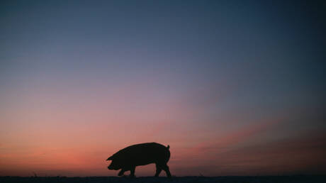 Hybrid pigs in Fukushima threaten the environment